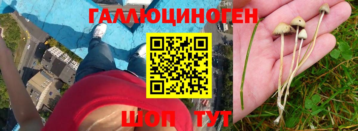 продажа наркотиков  Вход с VPN  Биробиджан  Галлюциногенные грибы Psilocybe  Галлюциногенные грибы прущие грибы 